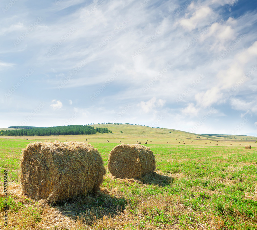 Hay bales harvesting Hay bales harvesting