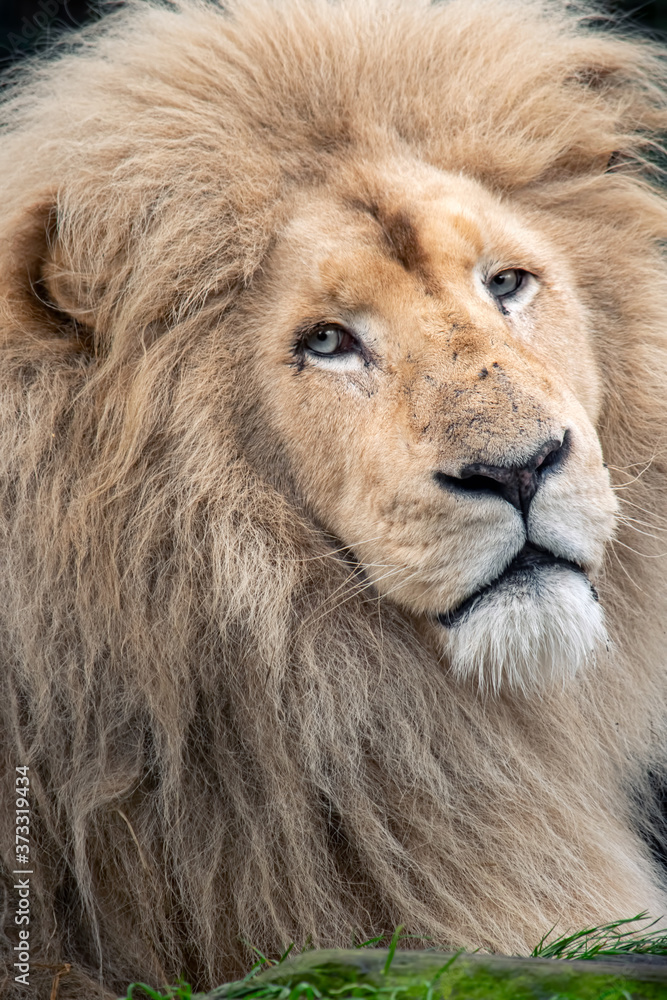 Endangered white male barbary lion closeup portrait