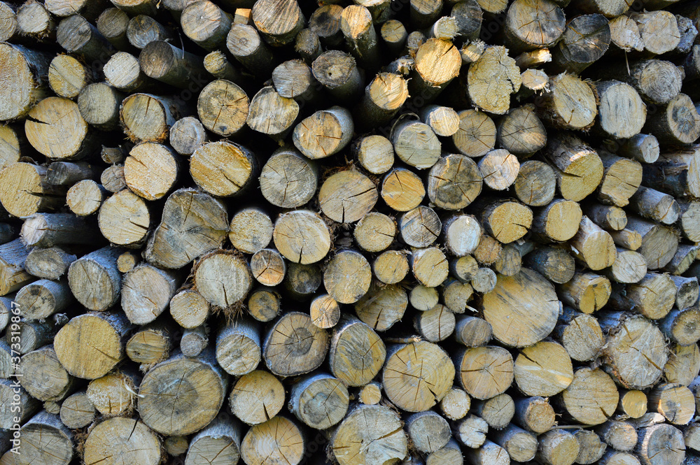 texture - a background of wooden cuts of different diameters, located one above the other texture - a background of wooden cuts of different diameters, located one above the other