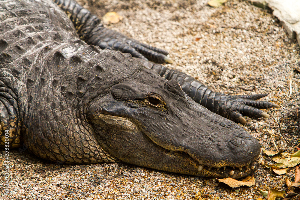 Fototapeta premium The American alligator (Alligator mississippiensis), sometimes referred to colloquially as a gator is a large crocodilian reptile endemic to the southeastern United States.