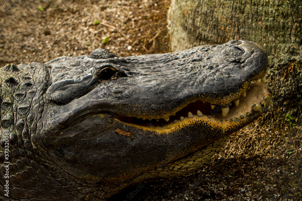 The American alligator (Alligator mississippiensis), sometimes referred to colloquially as a gator is a large crocodilian reptile endemic to the southeastern United States. The American alligator (Alligator mississippiensis), sometimes referred to colloquially as a gator is a large crocodilian reptile endemic to the southeastern United States.