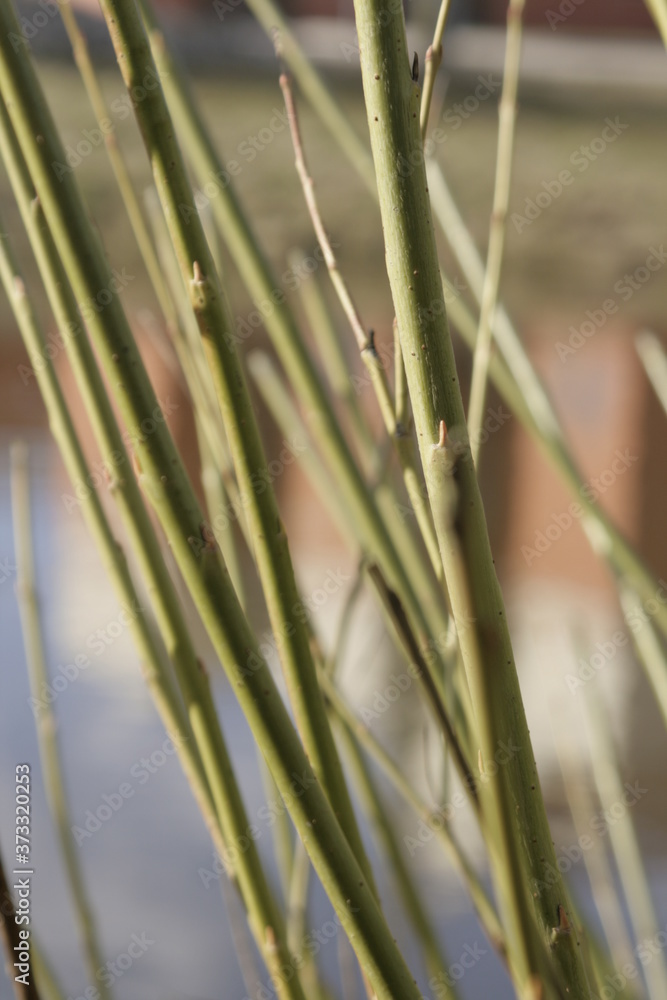 Naklejka premium grass in the wind