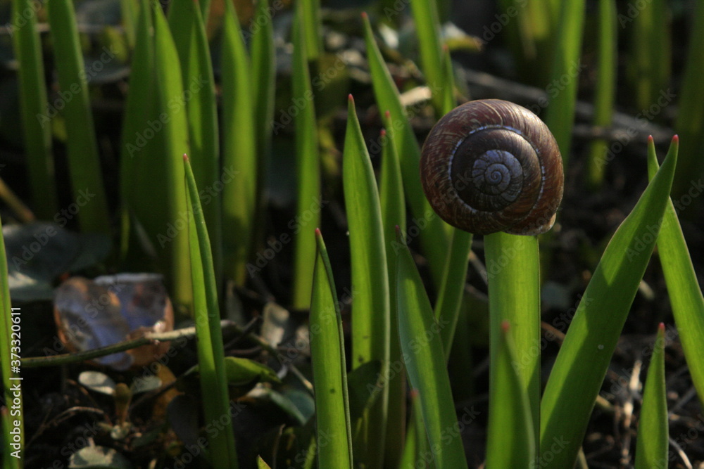 snail on a leaf