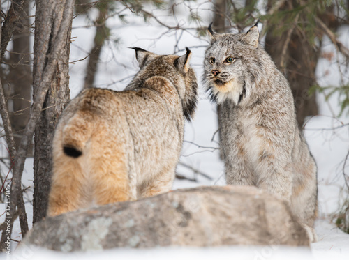 Canadian lynx in the wild