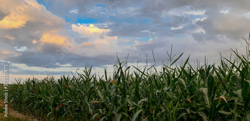 Duże pole zielonej kukurydzy.
