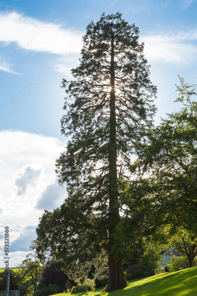 Tall Tree Silhouette