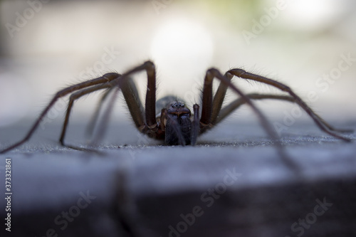 Giant house spider eratigena artica on wood photo