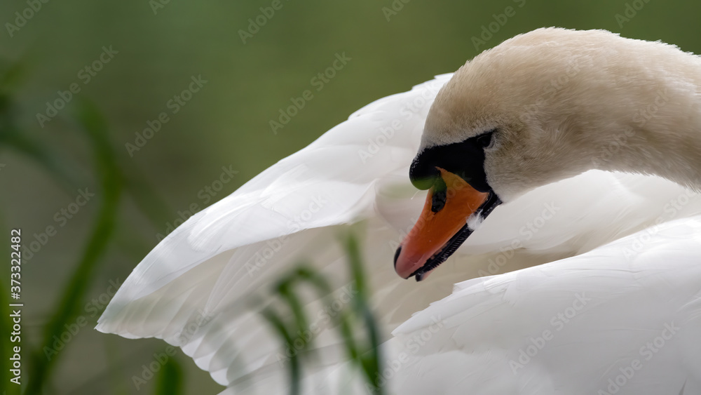 Obraz premium cygnus, bird, weiß, wasser, natur, see, tier, schnabel, schön, wild lebende