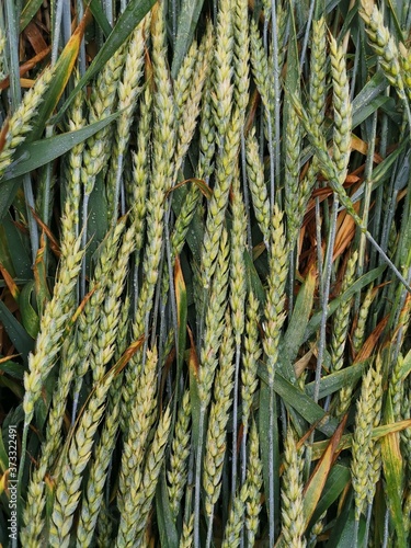 Green wheat