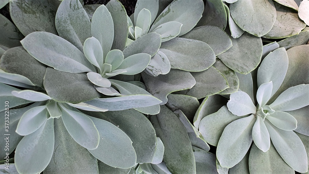 succulents, plants requiring a little moisture, for garden and home, interior, background, close-up