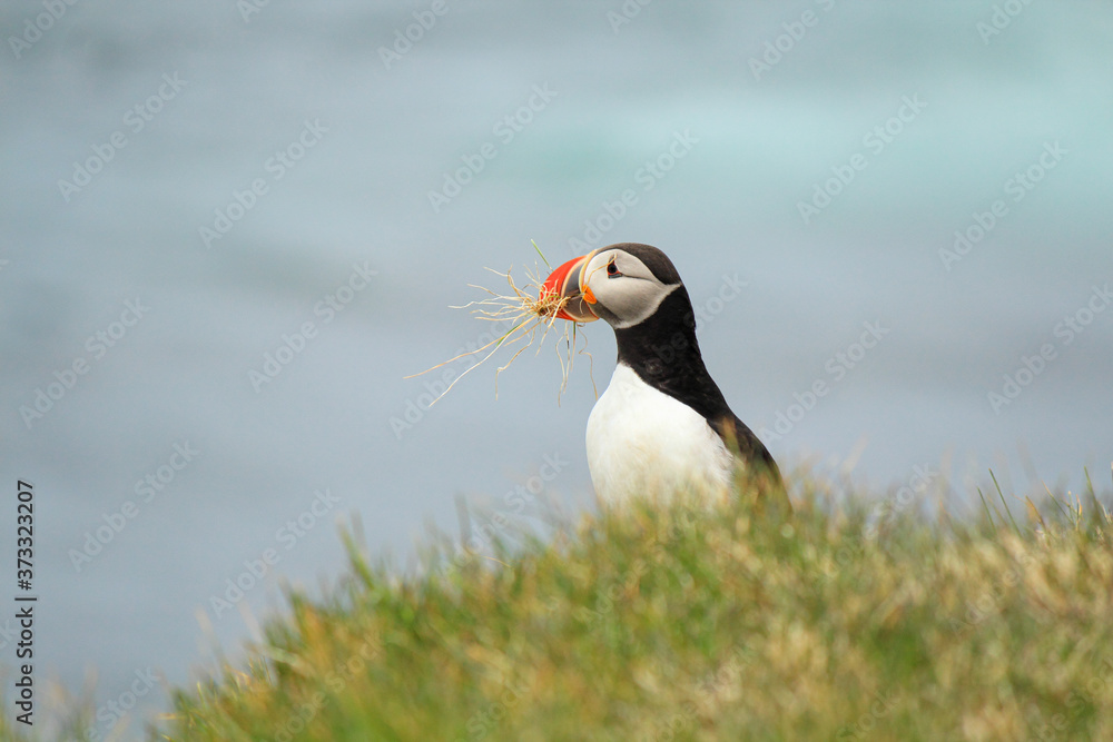 Atlantic Puffin posing at the Shore of Latrabjarg, Iceland Atlantic Puffin posing at the Shore of Latrabjarg, Iceland