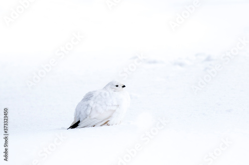 The willow ptarmigan (Lagopus lagopus) standing in the snow on a gloomy winter day