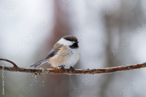 Cute small grey-headed chickadee, Poecile cinctus, perched on a branch on sunless winter day in Northern Finland, Europe photo