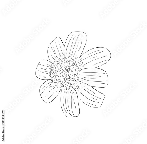 Vector illustration, isolated perennial rudbeckia flower in black and white colors, outline hand painted drawing