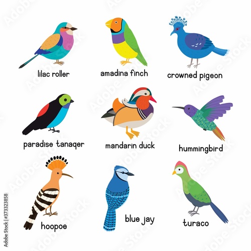 Set of the most beautiful birds on the planet. Hoopoe, Crowned pigeon, Turaco, Paradise tanager, Mandarin duck, Blue Jay, Lilac roller, Amadina finch, Hummingbird
