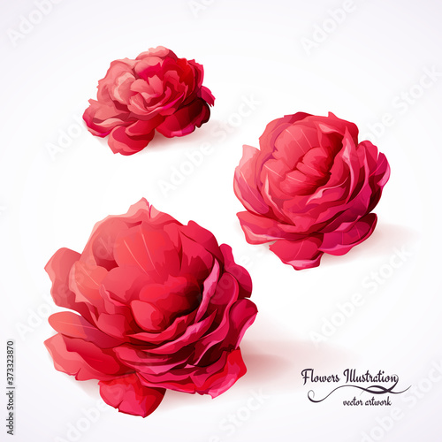 Peony flowers. Illustration of three red buds. Watercolor. Hand drawn. Vector - stock.