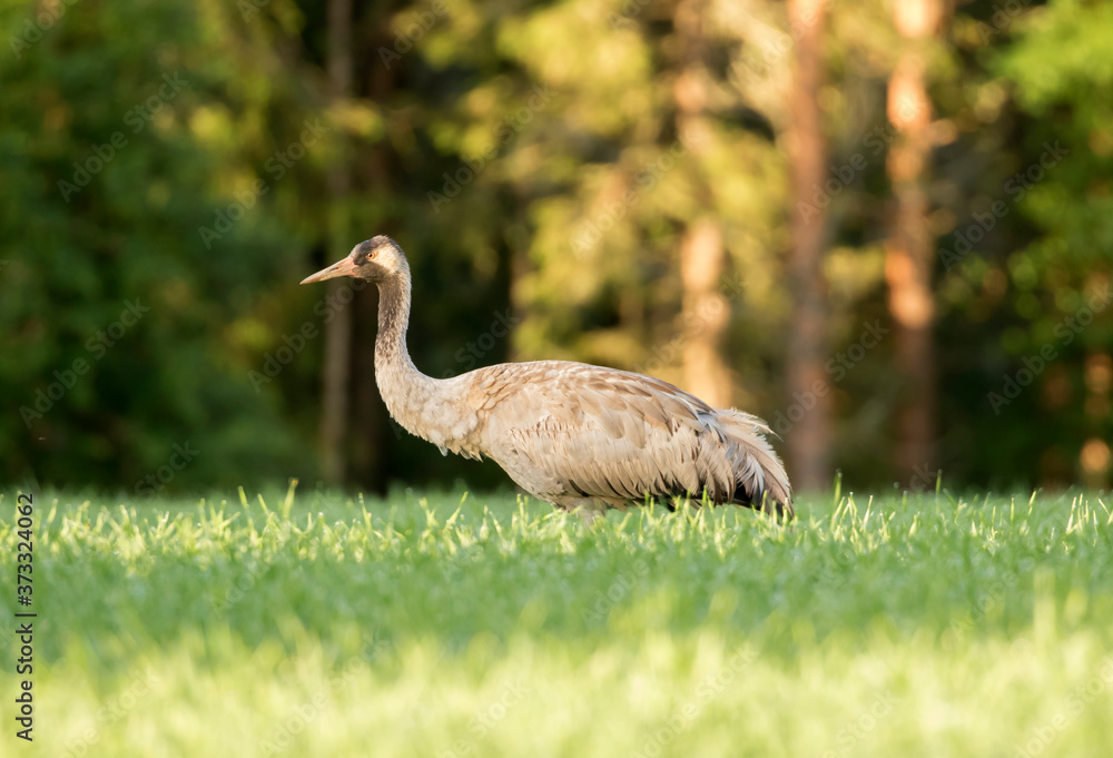 Fototapeta premium The common crane (Grus grus, Eurasian crane) feeding on the field