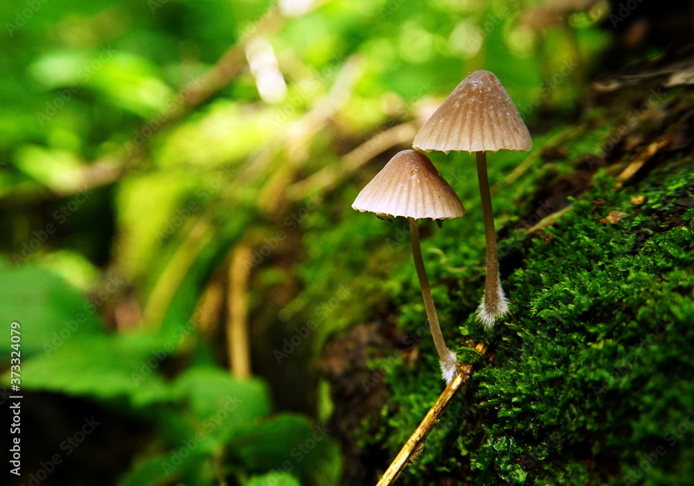A pair of delicate light-beige mushrooms with caps that look like umbrellas and fluffy white A pair of delicate light-beige mushrooms with caps that look like umbrellas and fluffy white
