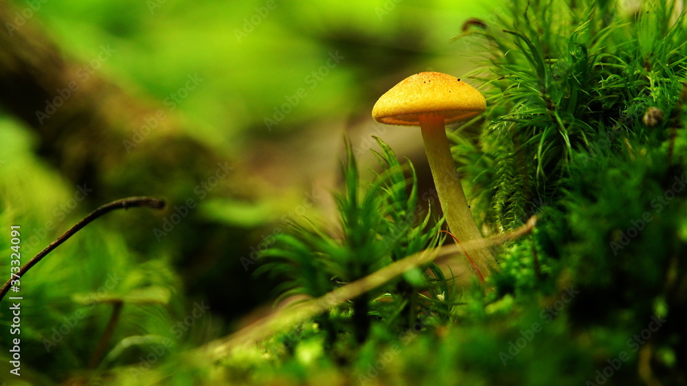 Fototapeta premium Light yellow mushroom with a convex cap on a thin stalk among bright green grass and moss in the forest, in its natural environment. Close-up. Macro.