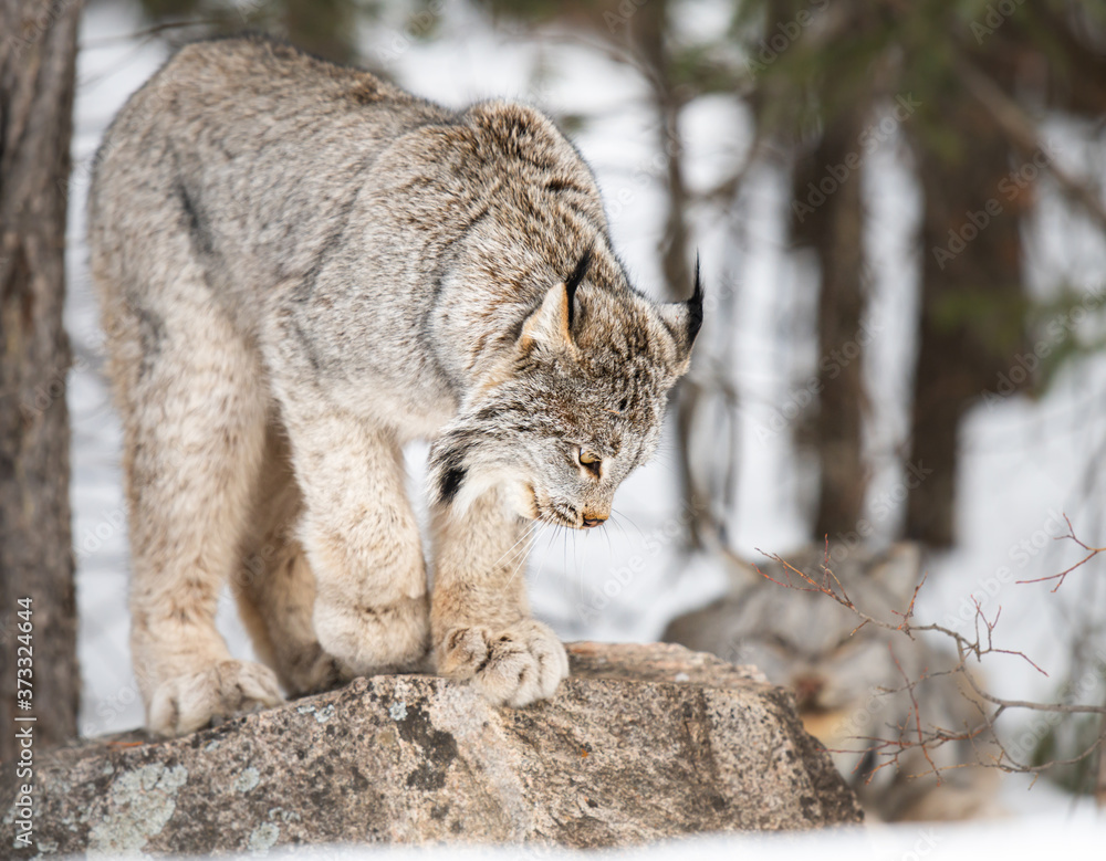 Obraz premium Canadian lynx in the wild