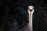 Smiling ostrich protrait against dark background