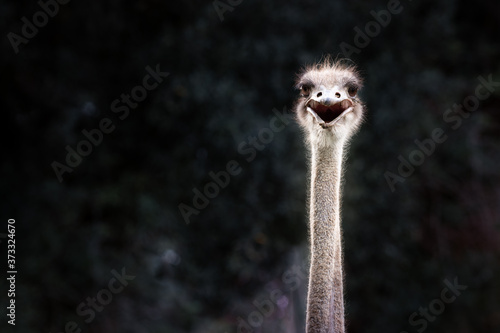 Smiling ostrich protrait against dark background
