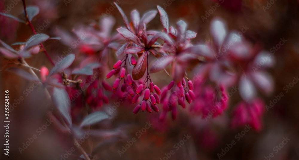Barberry is a beautiful bush. Selective focus, blurred background, shallow depth of field. Tinted image. Barberry is a beautiful bush. Selective focus, blurred background, shallow depth of field. Tinted image.