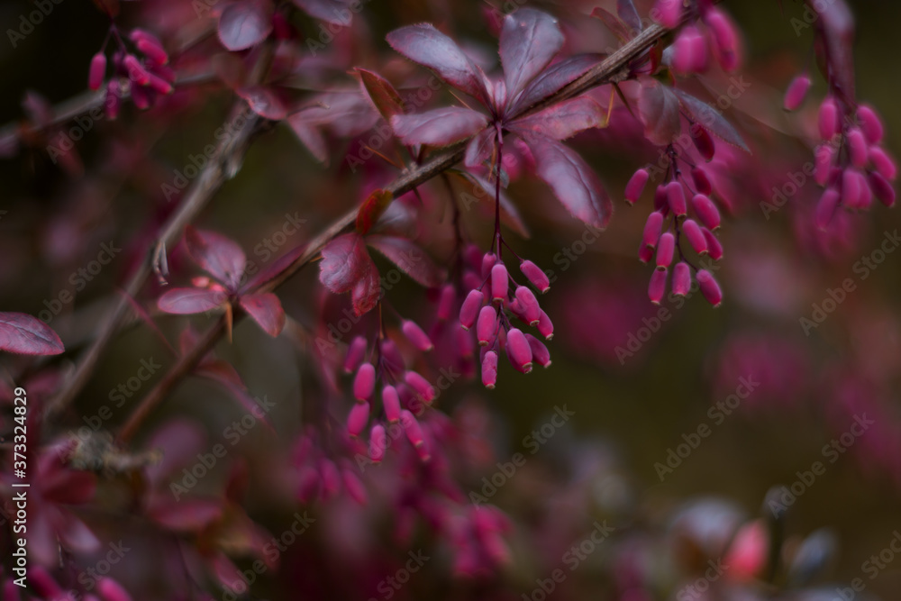 Barberry is a beautiful bush. Selective focus, blurred background, shallow depth of field. Tinted image. Barberry is a beautiful bush. Selective focus, blurred background, shallow depth of field. Tinted image.