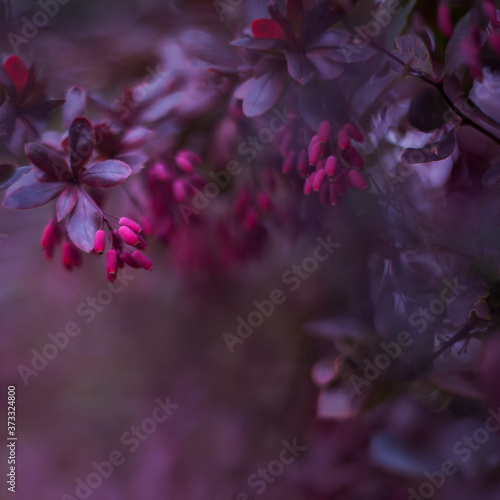 Barberry is a beautiful bush. Selective focus  blurred background  shallow depth of field. Tinted image.