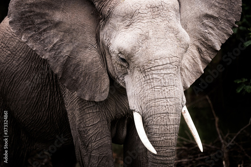 A dramatic portrait image of an elephant on safari in South Africa.