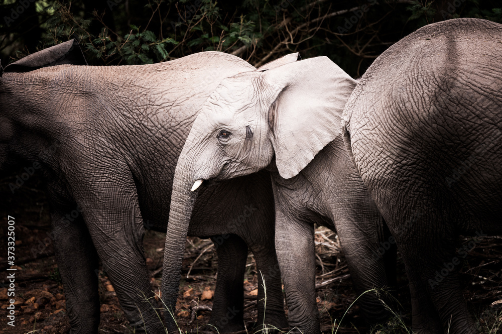 Fototapeta premium Young elephant among his herd in South Africa