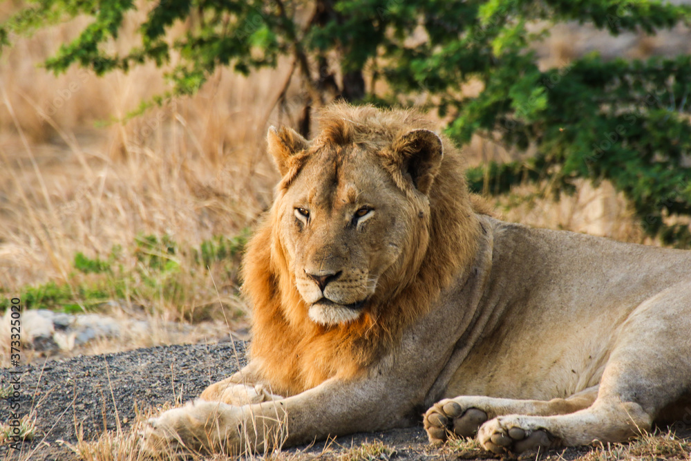 Lion at Hluhluwe-iMfolozi- Park (South Africa) Lion at Hluhluwe-iMfolozi- Park (South Africa)
