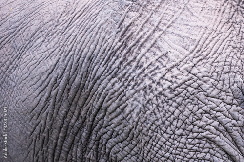 Rough gray close-up of an elephant skin