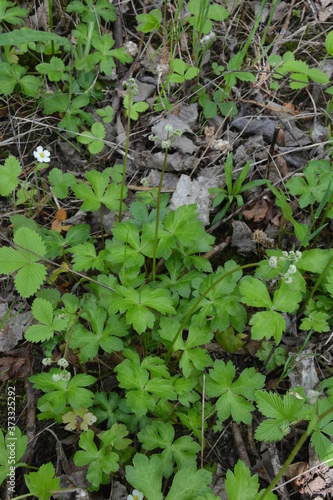 Sanicle Sanicula europaea - Wood Sanicle growing in North Yorkshire woodland photo