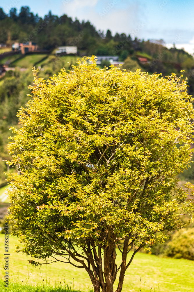 Naklejka premium Arbol pequeño