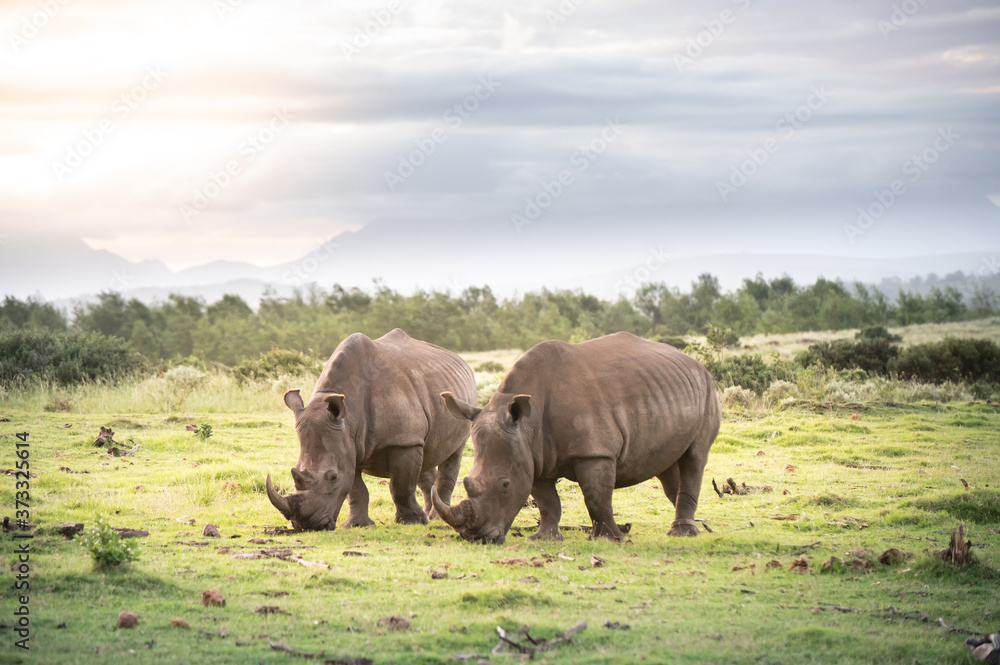 Fototapeta premium Grazing rhinos in the fynbos South Africa