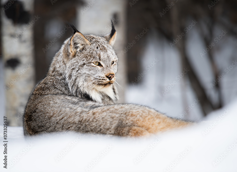 Canadian lynx in the wild Canadian lynx in the wild