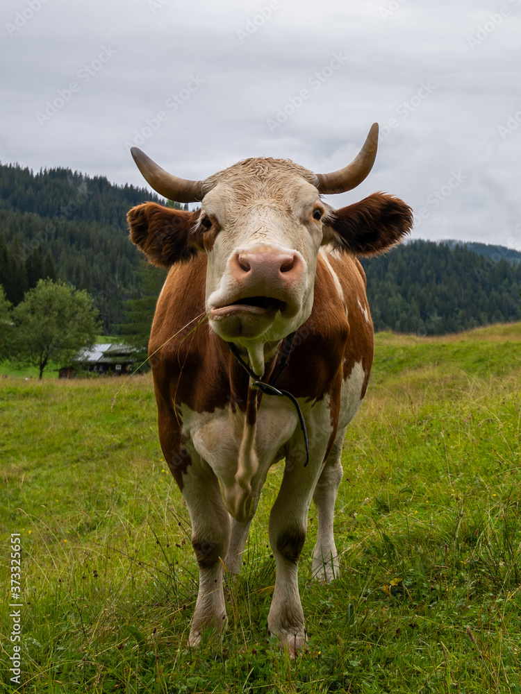 Funny cow at the Austrian Alps.