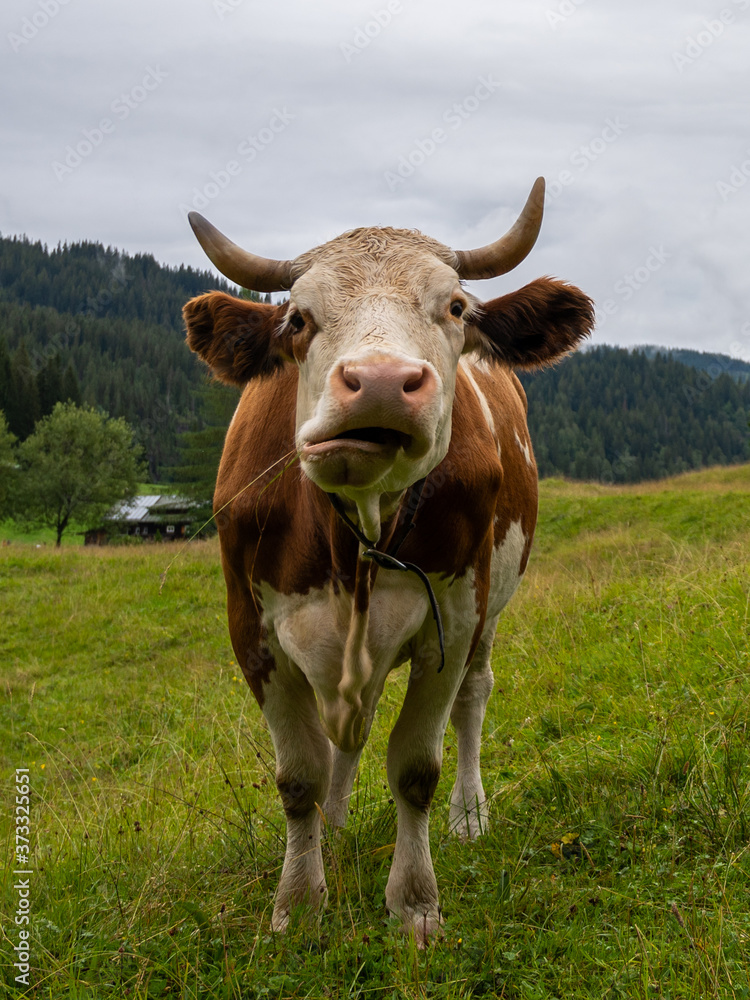 Funny cow at the Austrian Alps. Funny cow at the Austrian Alps.