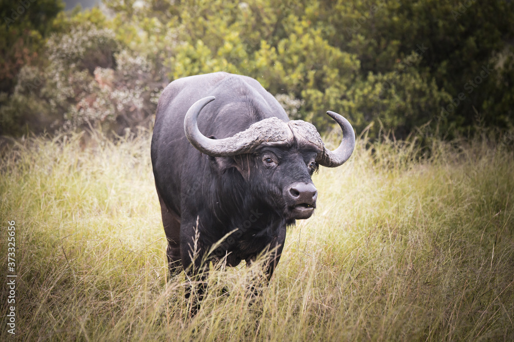 Water buffalo in the fynbos in South Africa Water buffalo in the fynbos in South Africa