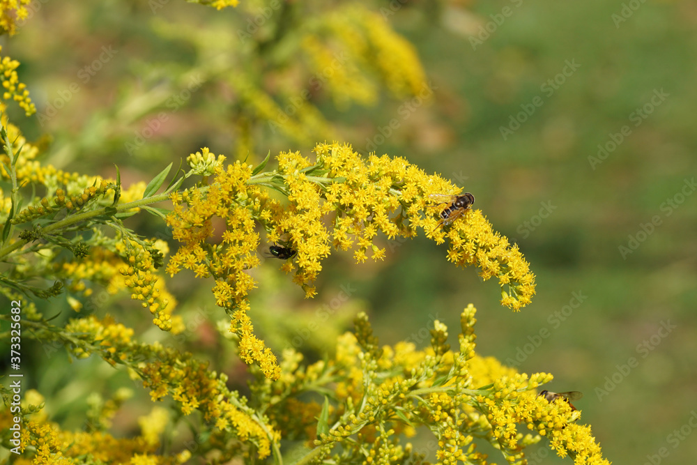 Obraz premium Flowering Canada goldenrod or Canadian goldenrod (Solidago Canadensis), family Asteraceae or Compositae. Summer in a Dutch garden. August, Netherlands. Flies: Eristalis and Lucilia 