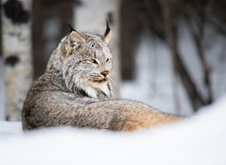 Sierkussen Lynx Canadese lynx in wilde natuur  © Jillian