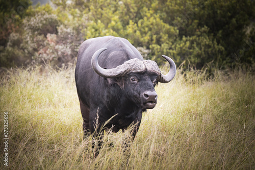 Water buffalo in the fynbos in South Africa