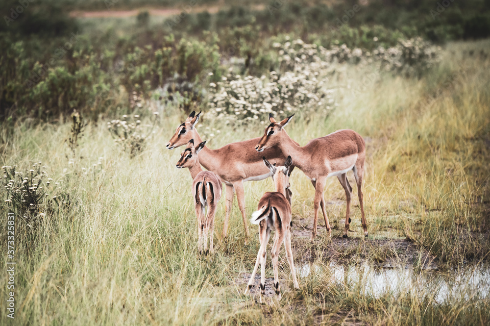 Herd of impalas in the fynbos in South Africa Herd of impalas in the fynbos in South Africa
