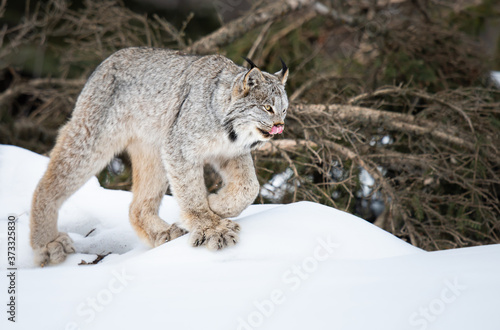 Canadian lynx in the wild © Jillian