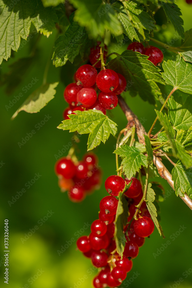 Berries of red currants on the bushes on a summer sunny day close-up. Selective focus. Berries of red currants on the bushes on a summer sunny day close-up. Selective focus.