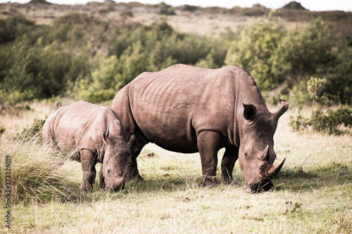 Grazing mother rhinoceros with child in fynbos South Africa