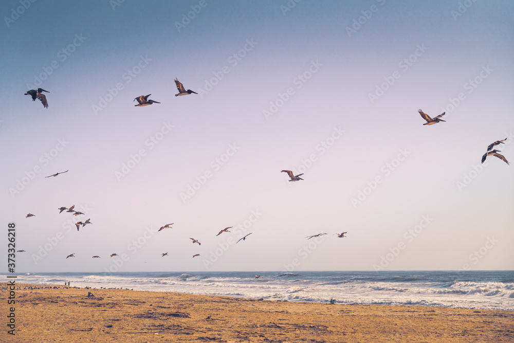Empty sand beach and flock of flying pelicans.Pacific Ocean, California Coastline
