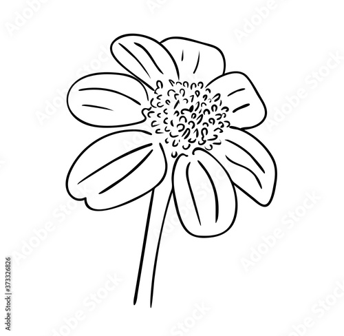 Vector illustration, isolated perennial rudbeckia flower in black and white colors, outline hand painted drawing