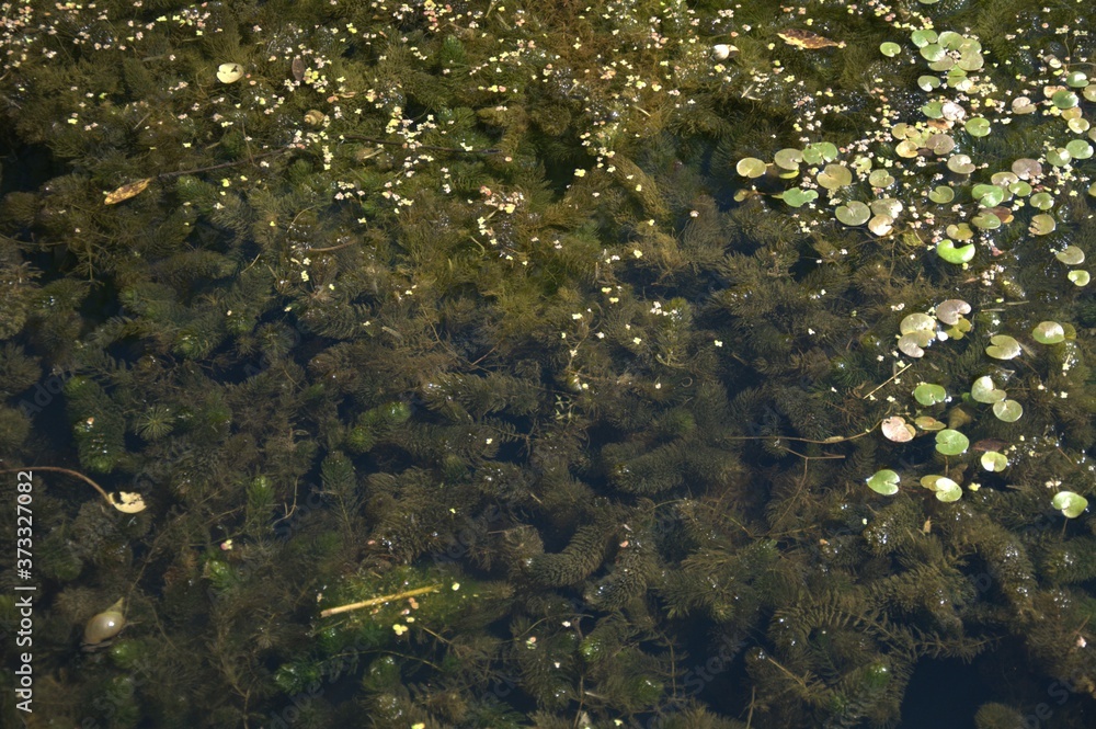 Weaving of algae, duckweed leaves and snail shell on the water surface Weaving of algae, duckweed leaves and snail shell on the water surface
